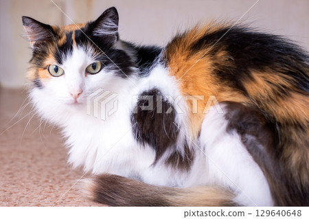 Portrait of a Beautiful Calico Cat with Stunning Fur Portrait of a Beautiful Calico Cat with Stunning Fur 129640648