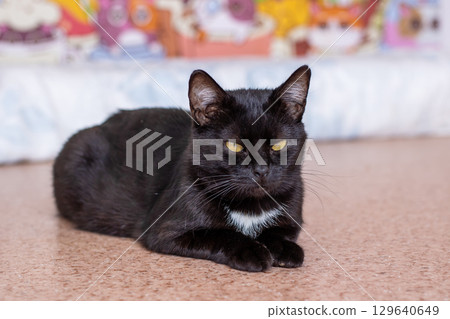 An Elegant Black Cat is Resting with an Intense and Piercing Gaze An Elegant Black Cat is Resting with an Intense and Piercing Gaze 129640649