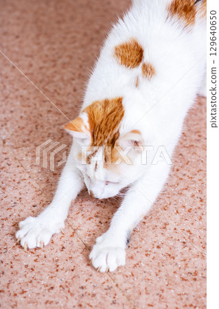 An Adorable Playful Cat Stretching Gracefully on the Floor An Adorable Playful Cat Stretching Gracefully on the Floor 129640650