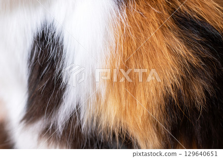 A Detailed CloseUp of a Gorgeous and MultiColored Animal Fur 129640651