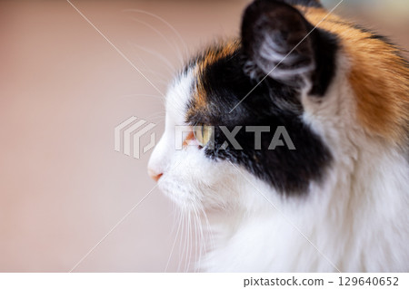 Calico Cat Profile A Beautiful Domestic Feline with Unique Coloration 129640652