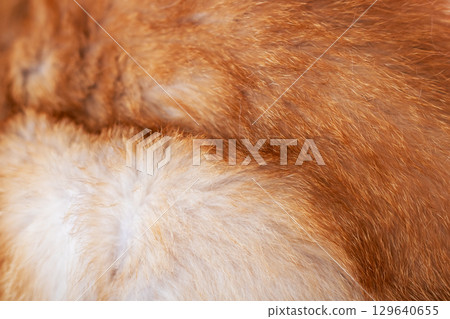 A CloseUp View of Soft and Fluffy Pet Fur in Warm Tones 129640655