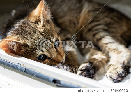 A Playful Tabby Kitten Enjoying a Relaxing Moment in Sunlight 129640660