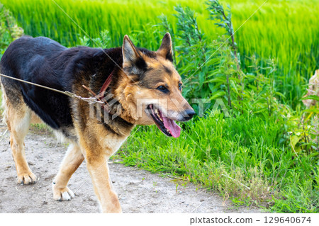 A Happy Dog Enjoys Walking on a Beautiful and Scenic Trail 129640674