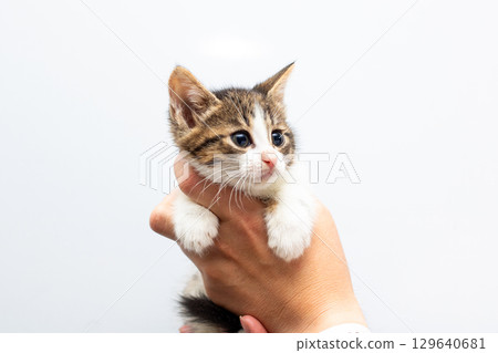 Adorable Kitten Being Held Against White Background Adorable Kitten Being Held Against White Background 129640681