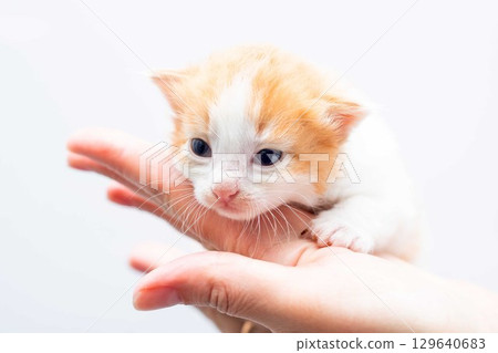 Adorable Kitten on Human Hand - Cute Animal Close-Up Adorable Kitten on Human Hand - Cute Animal Close-Up 129640683
