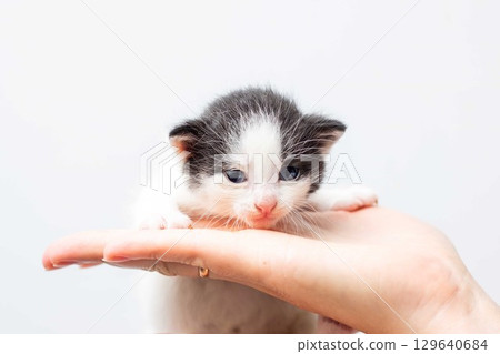 An Adorable Kitten Resting on a Hand A Cute Moment Captured An Adorable Kitten Resting on a Hand A Cute Moment Captured 129640684
