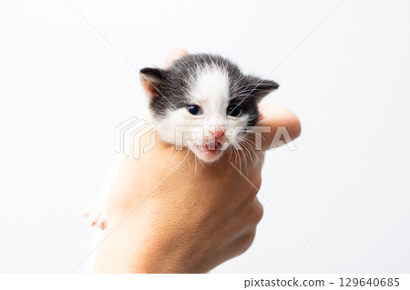 An Adorable Black and White Kitten Snuggly Held by a Hand An Adorable Black and White Kitten Snuggly Held by a Hand 129640685