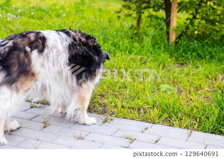 A Curious Dog Observing Nature in a Lush Green Garden Environment 129640691