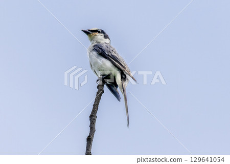 A salamander perching on a branch 129641054