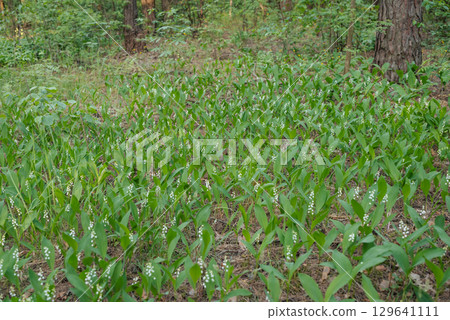 Clearing in the woods with many blooming lily of the valley flowers. Spring time, Convallaria majalis in full bloom in pine forest 129641111