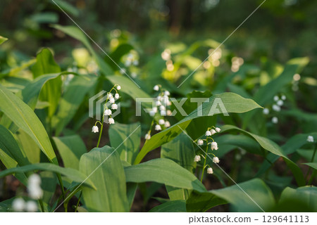 Sunbeam illuminating blooming lily of the valley in forest. Beautiful evening time in pine forest, tender white Convallaria majalis covered in warm evening sunlight coming through the branches Sunbeam illuminating blooming lily of the valley in forest. Beautiful evening time in pine forest, tender white Convallaria majalis covered in warm evening sunlight coming through the branches 129641113