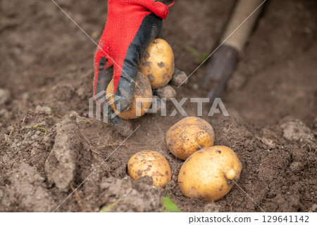 Man digging potato with a shovel. Harvesting white sort of potato in private garden, self growing ecological potato 129641142