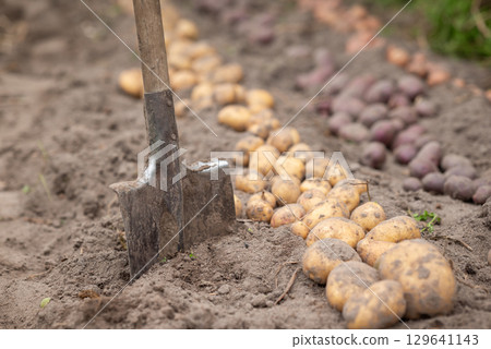 Shovel near dug rows of potato. Harvest of potato in private garden, self growing potatoes Shovel near dug rows of potato. Harvest of potato in private garden, self growing potatoes 129641143