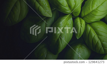 Artistic dark composition of fresh basil leaves with water droplets, emphasizing natural patterns and textures through dramatic lighting. Culinary photography concept 129641273