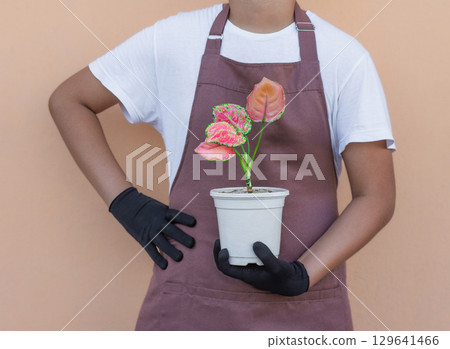 Florist holds pink aglonema in white pot, indoor plant aglonema 129641466