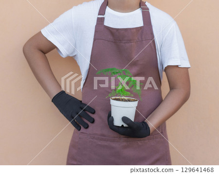 Florist holding in hand indoor asparagus plant in white pot on white background. 129641468