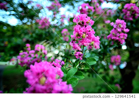 Yoyogi Park Sarusuri no Ki 129641541