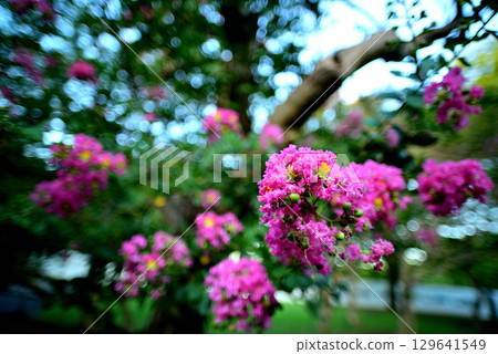 代代木公園 Sarusuri no Ki 129641549