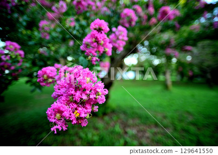 代代木公園 Sarusuri no Ki 129641550