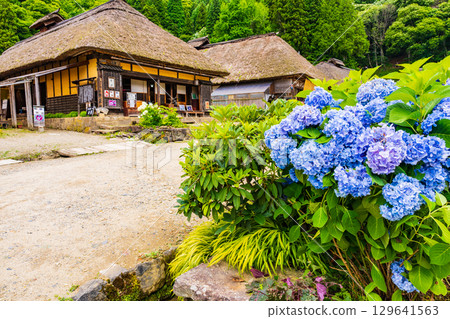 山村茅草屋村裡的繡球花盛開 山村茅草屋村裡的繡球花盛開 129641563