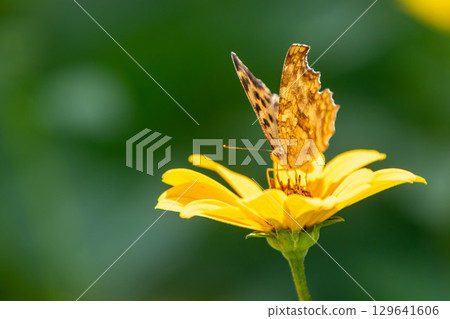 A butterfly resting on a flower 129641606
