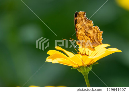 A butterfly resting on a flower A butterfly resting on a flower 129641607