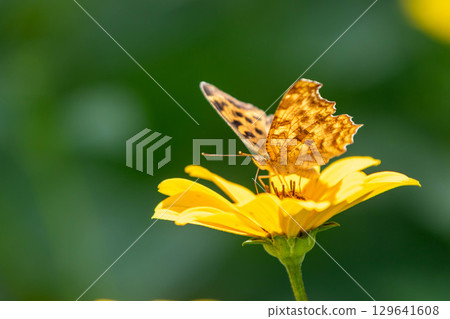 A butterfly resting on a flower 129641608