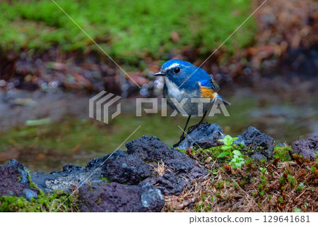 美麗的藍色日本藍尾鴝是一種常見的野鳥，初夏時分可以在富士山等地的高山地帶看到，冬天則可以在公園裡看到。 129641681
