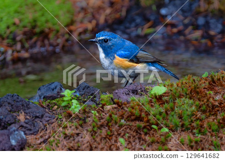 美麗的藍色日本藍尾鴝是一種常見的野鳥，初夏時分可以在富士山等地的高山地帶看到，冬天則可以在公園裡看到。 129641682