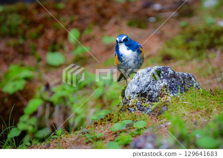 美麗的藍色日本藍尾鴝是一種常見的野鳥，初夏時分可以在富士山等地的高山地帶看到，冬天則可以在公園裡看到。 129641683