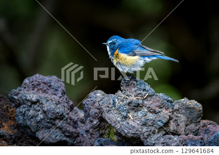 美麗的藍色日本藍尾鴝是一種常見的野鳥，初夏時分可以在富士山等地的高山地帶看到，冬天則可以在公園裡看到。 129641684