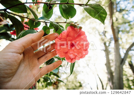 A person's hand reaches out to gently touch a vibrant pink camellia flower in bloom. A hand gently touches a beautiful flower in a green spring garden 129642847