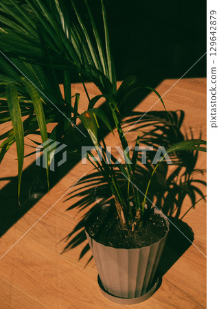 A lush Areca palm plant decorative pot, basking in the warm sunlight on the wooden floor A lush indoor plant with vibrant green leaves casting shadows A lush Areca palm plant decorative pot, basking in the warm sunlight on the wooden floor A lush indoor plant with vibrant green leaves casting shadows 129642879