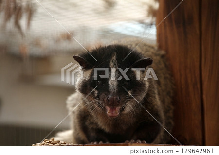 棕櫚狸張開嘴巴看著相機 棕櫚狸張開嘴巴看著相機 129642961