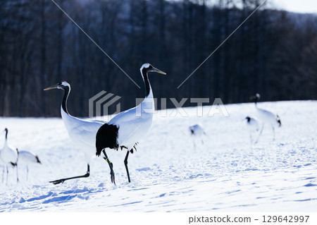 Crane 129642997