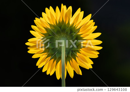 Super summer colors...Sunflowers 129643108