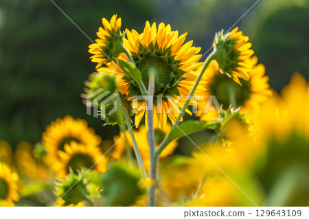 Super summer colors...Sunflowers 129643109