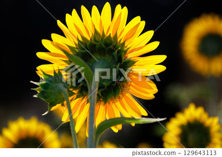 超級夏日色彩…向日葵 129643113