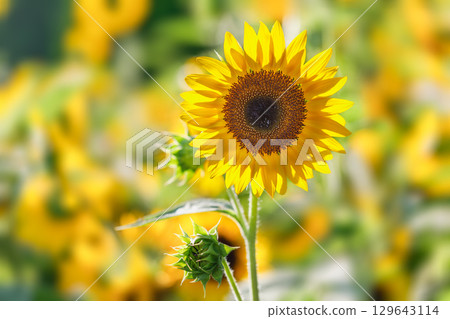 超級夏日色彩…向日葵 超級夏日色彩…向日葵 129643114