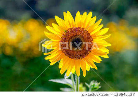 超級夏日色彩…向日葵 超級夏日色彩…向日葵 129643127