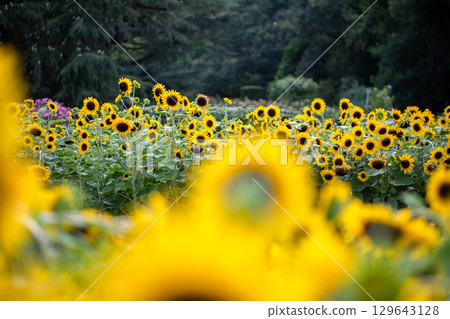 超級夏日色彩…向日葵 129643128