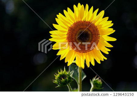 Super summer colors...Sunflowers 129643150