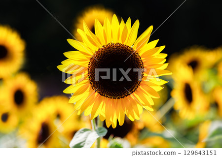 Super summer colors...Sunflowers 129643151