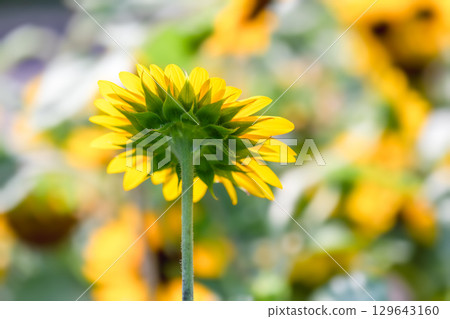 Super summer colors...Sunflowers Super summer colors...Sunflowers 129643160