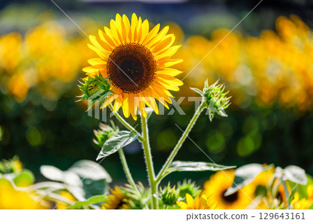 Super summer colors...Sunflowers 129643161