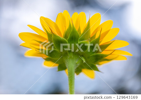 Super summer colors...Sunflowers 129643169