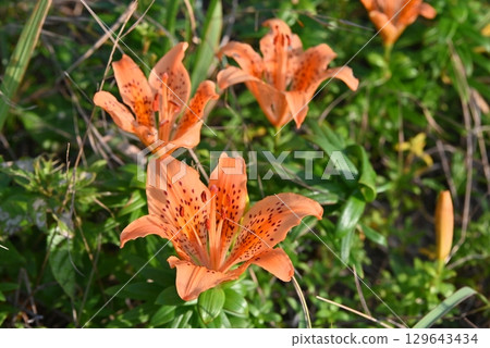 Tiger lily blooming in the marsh Tiger lily blooming in the marsh 129643434
