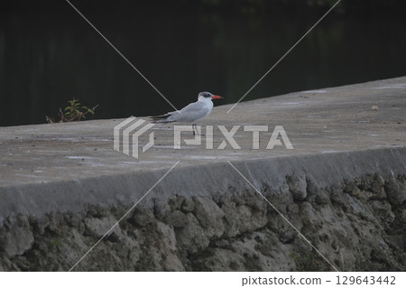 A Caspian Tern perched on the bank 129643442