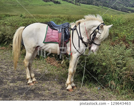 This is white horse with mountain background 129643463